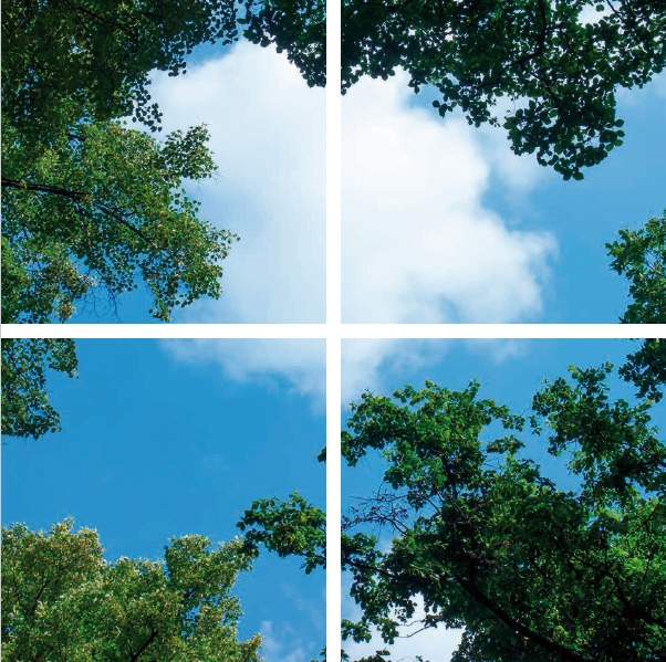 FOTOPRINT AFBEELDING WOLK-BOS | VERDEELD OVER 4 PANELEN | 595 X 595 MM