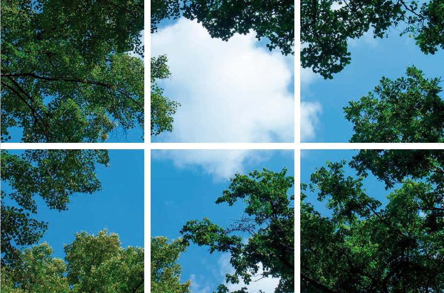 FOTOPRINT AFBEELDING WOLK-BOS | VERDEELD OVER 6 PANELEN | 595 X 595 MM