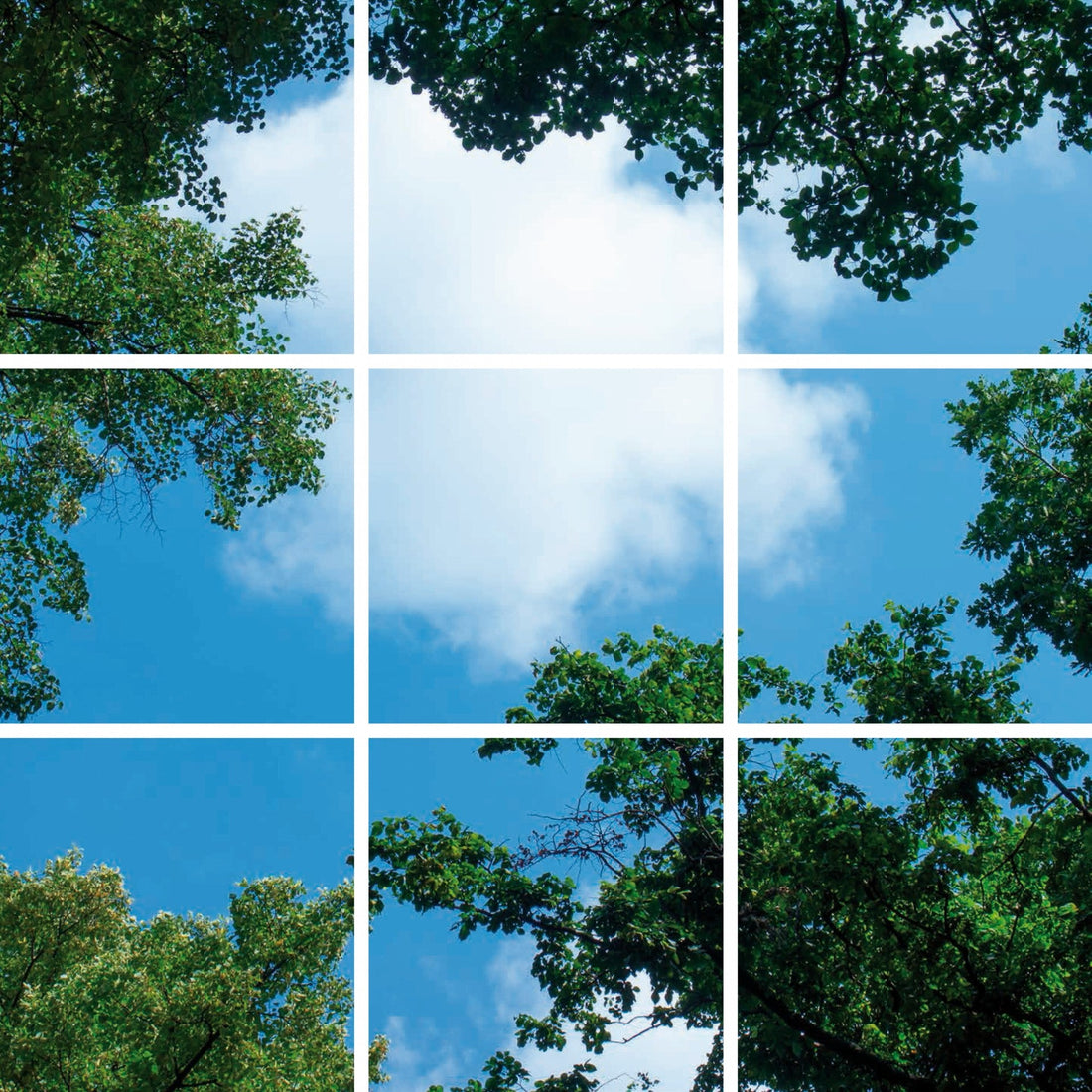 FOTOPRINT AFBEELDING WOLK BOS | VERDEELD OVER 9 PANELEN | 595 X 595 MM