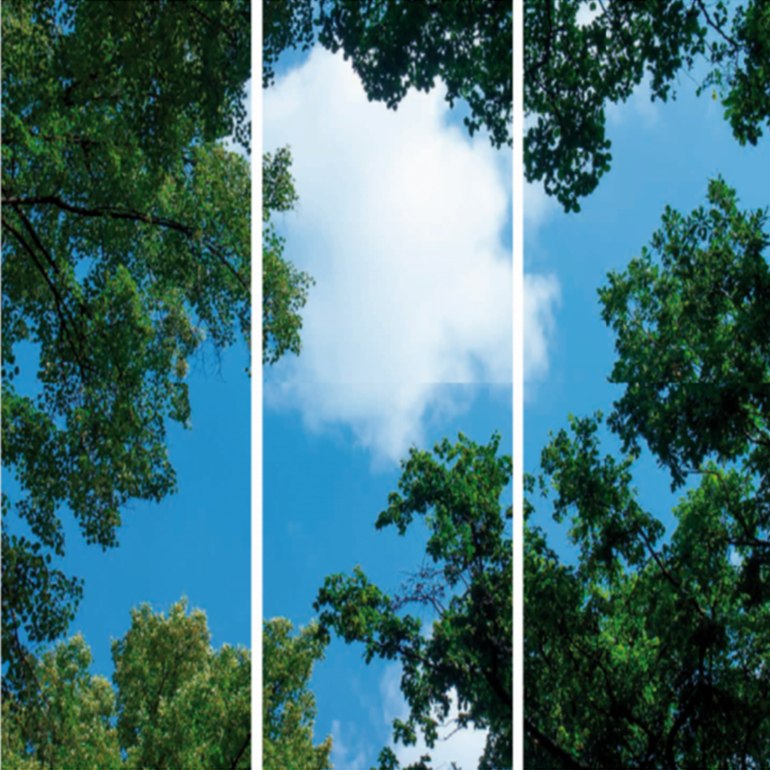FOTOPRINT AFBEELDING WOLK-BOS | VERDEELD OVER 3 PANELEN | 1195 X 595 MM